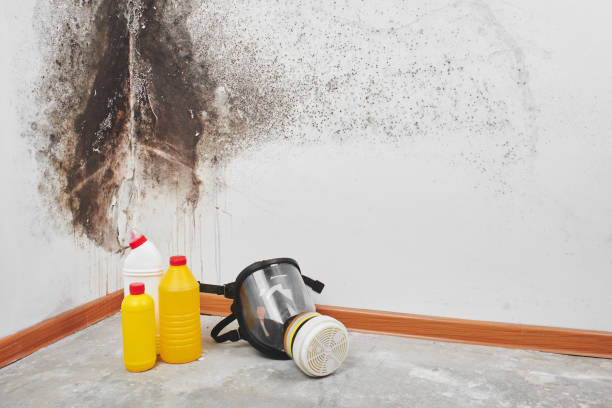 Best Mold Damage Repair  in Higganum, CT