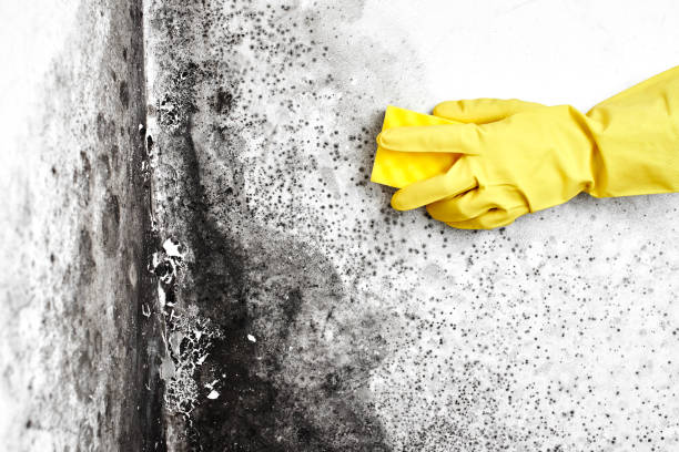 Best Mold Removal Company Near Me  in Higganum, CT