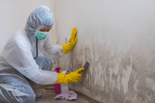 Best Office Mold Removal Services  in Higganum, CT