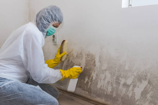 Higganum, CT Mold Removal Company