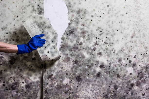 Trusted Higganum, CT Mold Removal Experts