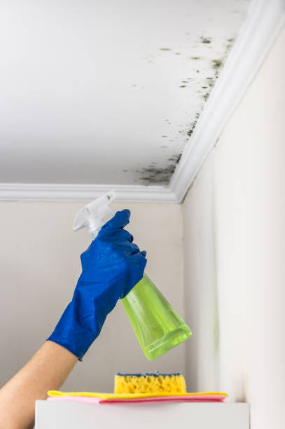 Certified Mold Removal in Higganum, CT